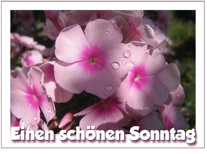 Sonntag GB Pics - Gstebuch Bilder - blumen-rosa.jpg